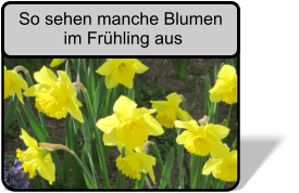 So sehen manche Blumen im Frhling aus