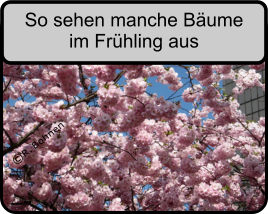 R. Bohnen  So sehen manche Bume im Frhling aus