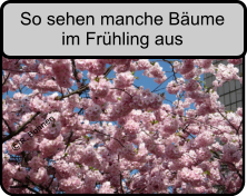 R. Bohnen  So sehen manche Bume im Frhling aus